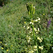 caulanthus simulans